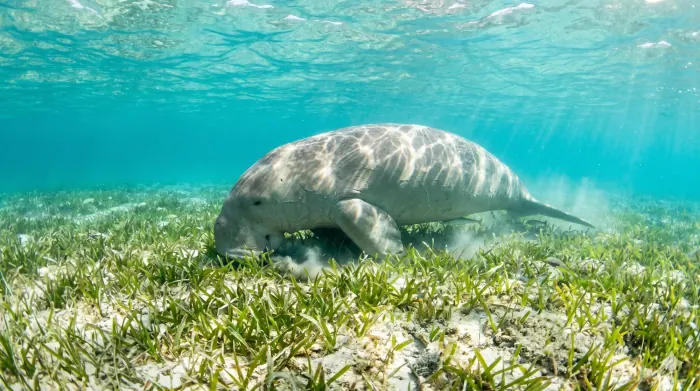 Dugong